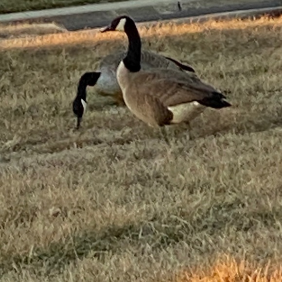 Free People Handbags - .